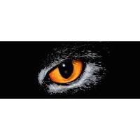 Recruitment Officer, Remote Talent Hunting
