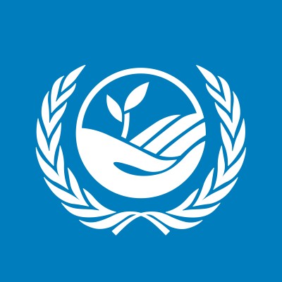 Capacity Building Consultant at United Nations