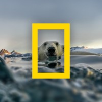 Freelance Art Director